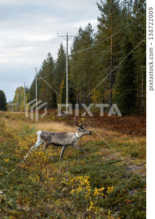 Wild reindeer crossing road in northern forest landscape Finland wildlife travel scene Wild reindeer crossing road in northern forest landscape Finland wildlife travel scene 138722009
