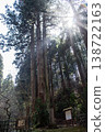 Mysterious forest 138722163