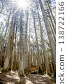The sun surrounded by cedar forest 138722166