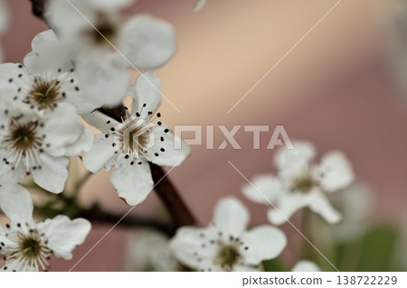 白梨花 138722229