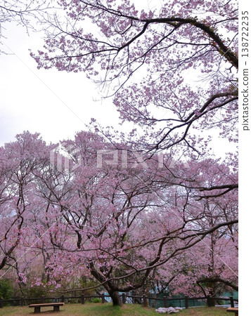 公園裡的江戶彼岸櫻花樹 公園裡的江戶彼岸櫻花樹 138722235