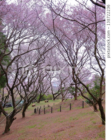 Edohigan cherry trees in the park Edohigan cherry trees in the park 138722236