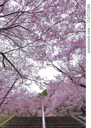Edohigan cherry trees and stairs in the park Edohigan cherry trees and stairs in the park 138722266