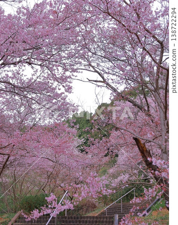 Edohigan cherry trees and stairs in the park Edohigan cherry trees and stairs in the park 138722294