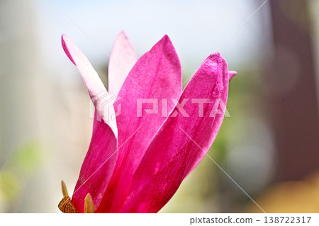 Purple magnolia flowers (spring, April) 138722317