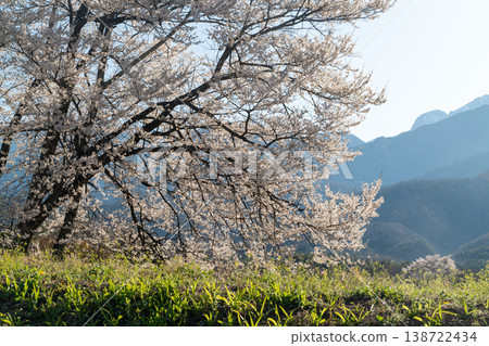 Cherry trees in Hakushu town overlooking the Southern Alps 138722434