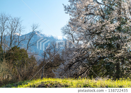 Cherry trees in Hakushu town overlooking the Southern Alps 138722435