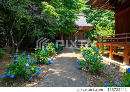 Hydrangeas in full bloom adorn Japanese temples. Hydrangeas in full bloom adorn Japanese temples. 138722441