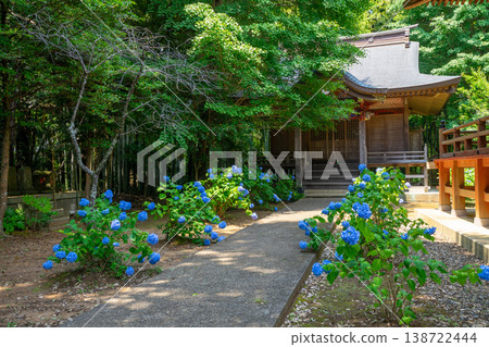 盛開的繡球花裝飾著日本的寺廟。 138722444
