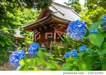 Hydrangeas in full bloom adorn Japanese temples. Hydrangeas in full bloom adorn Japanese temples. 138722445
