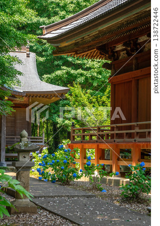 Hydrangeas in full bloom adorn Japanese temples. Hydrangeas in full bloom adorn Japanese temples. 138722446