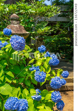 Hydrangeas in full bloom adorn Japanese temples. Hydrangeas in full bloom adorn Japanese temples. 138722449