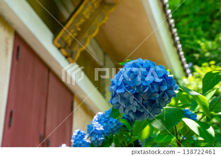 Hydrangeas in full bloom adorn Japanese temples. Hydrangeas in full bloom adorn Japanese temples. 138722461