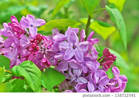 粉紅色丁香花（春季，四月） 138722591