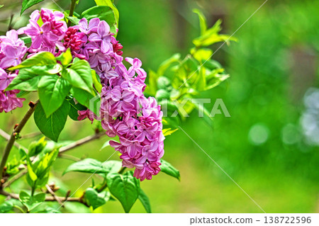 粉紅色丁香花(春季,四月) 粉紅色丁香花(春季,四月) 138722596