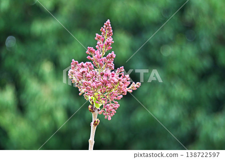 丁香花蕾（春季，四月） 138722597