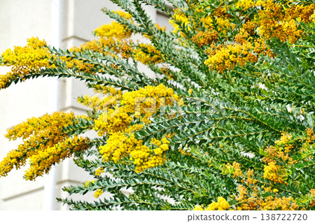 Yellow flowers of the triangular acacia (spring, April) Yellow flowers of the triangular acacia (spring, April) 138722720