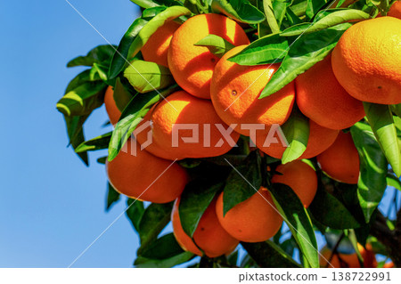 Orange garden Orange garden 138722991