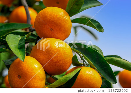 Orange garden Orange garden 138722992