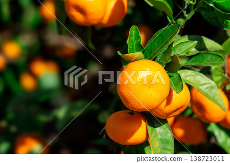 橙色的花園 138723011