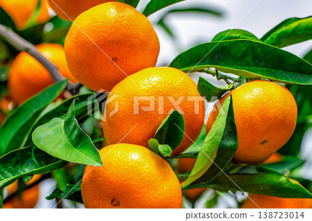 橙色的花園 138723014