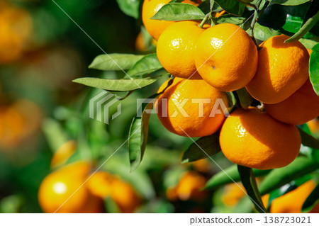 Orange garden Orange garden 138723021