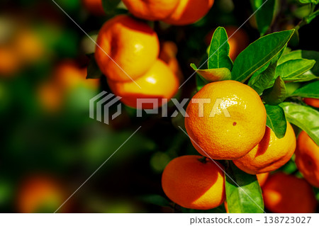 Orange garden 138723027