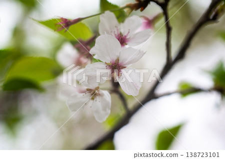 White Cherry Blossom Flowers in Spring, Delicate Blooming Tree Branch in Soft Natural Bokeh White Cherry Blossom Flowers in Spring, Delicate Blooming Tree Branch in Soft Natural Bokeh 138723101