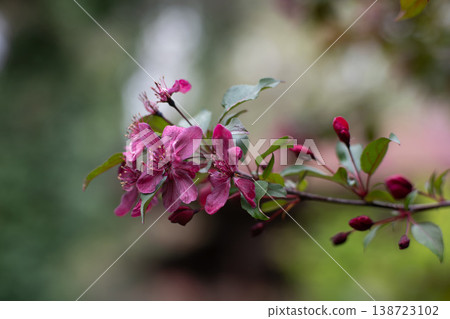 Flowering Crabapple Blossoms Close-Up. Soft Spring Nature Background. Flowering Crabapple Blossoms Close-Up. Soft Spring Nature Background. 138723102