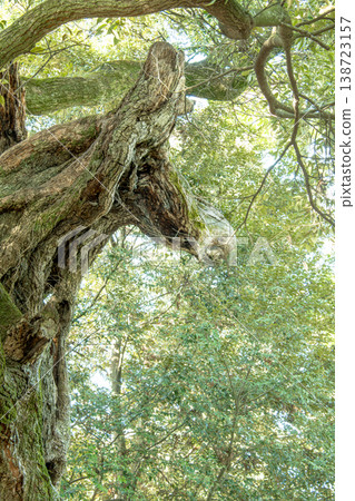 大杉神社的馬樹 138723157