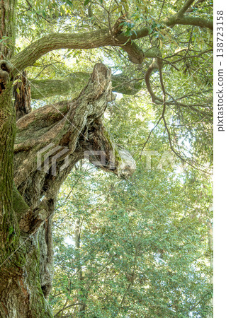 The horse tree at Osugi Shrine 138723158