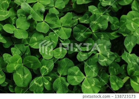 The green of the clover is vibrant. 138723173