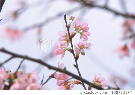 Cherry blossoms photographed on positive film 138723174