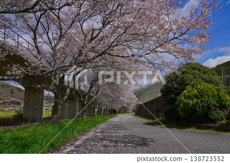 藍天下的小徑，兩旁櫻花盛開。 138723552