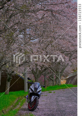 盛開的櫻花和摩托車 138723553