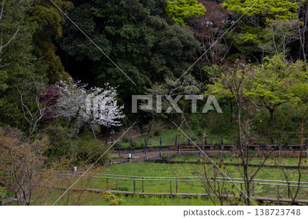 本道寺的春日景色:稻田和櫻花。 本道寺的春日景色:稻田和櫻花。 138723748