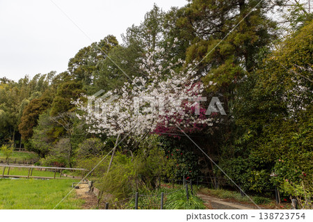 本道寺的春日景色：稻田和櫻花。 138723754