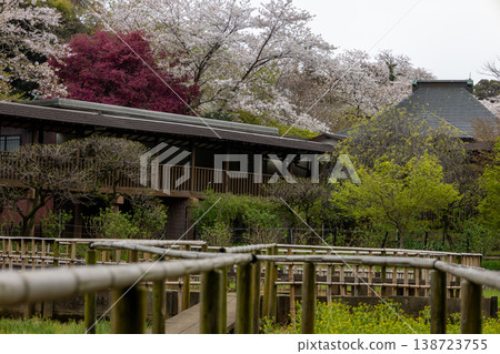 Springtime scenery at Hondoji Temple: rice fields and cherry blossoms. Springtime scenery at Hondoji Temple: rice fields and cherry blossoms. 138723755