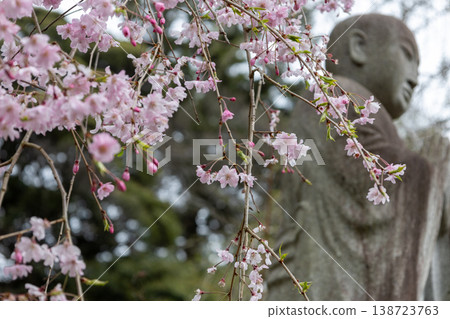 Springtime scenery at Hondoji Temple: Cherry blossoms and Buddhist statues. Springtime scenery at Hondoji Temple: Cherry blossoms and Buddhist statues. 138723763