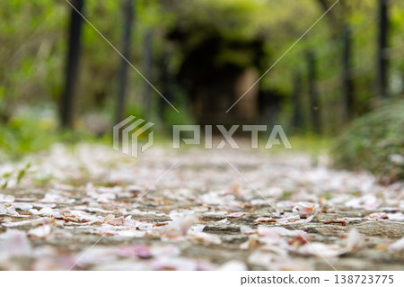 Springtime scenery at Hondoji Temple grounds: cherry blossom petals Springtime scenery at Hondoji Temple grounds: cherry blossom petals 138723775