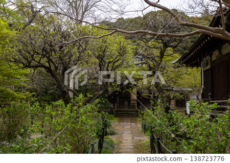 Springtime scenery at Hondoji Temple Springtime scenery at Hondoji Temple 138723776