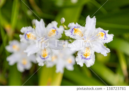 Springtime scenery at Hondoji Temple grounds: Iris flowers Springtime scenery at Hondoji Temple grounds: Iris flowers 138723781