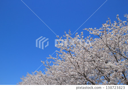 Cherry blossoms spring blue sky background Cherry blossoms spring blue sky background 138723823