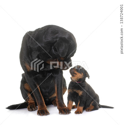 adult and puppy rottweiler 138724001