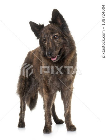 Dutch Long haired shepherd 138724004