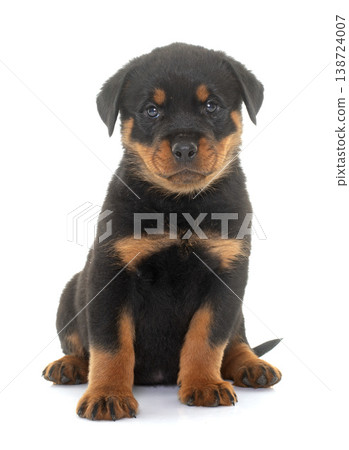 puppy rottweiler in studio puppy rottweiler in studio 138724007