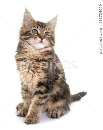 maine coon kitten 138724009