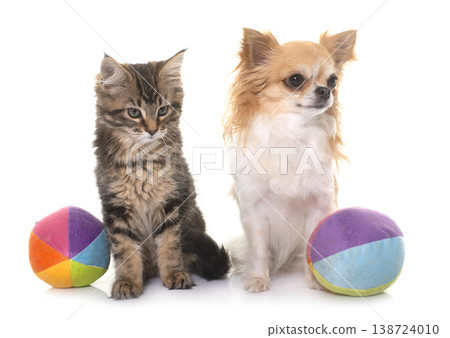 maine coon kitten and chihuahua maine coon kitten and chihuahua 138724010