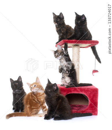 maine coon kitten on scratching post maine coon kitten on scratching post 138724017