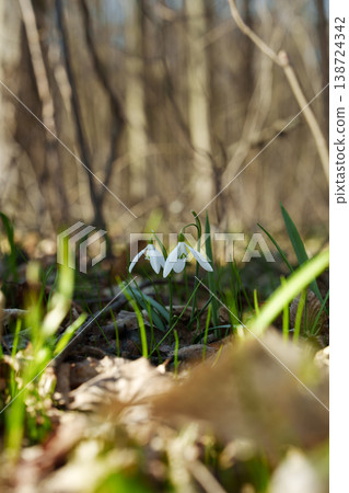 Two snowdrops in the forest the first sign of spring. 138724342
